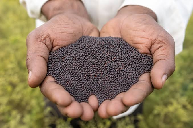 Best Quality Seeds from agricultural products dealer in Sehore Bhopal Madhya Pradesh - KRISHI BHAWAN